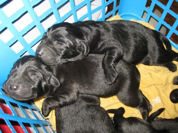 camada de labradores