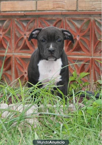 macho negro de 2 meses descendiente de blues