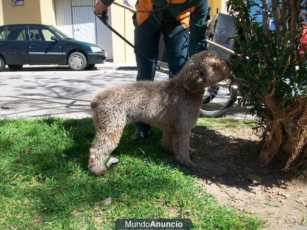 Perro de agua para monta