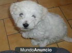 TE regalo mi perrito es macho creeme que es muy jugueton checalo no te vas a repentir - mejor precio | unprecio.es