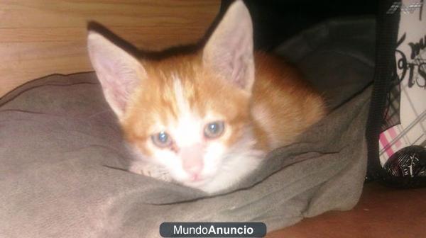 TICO, gatito 1,5 meses viviendo en un lavadero