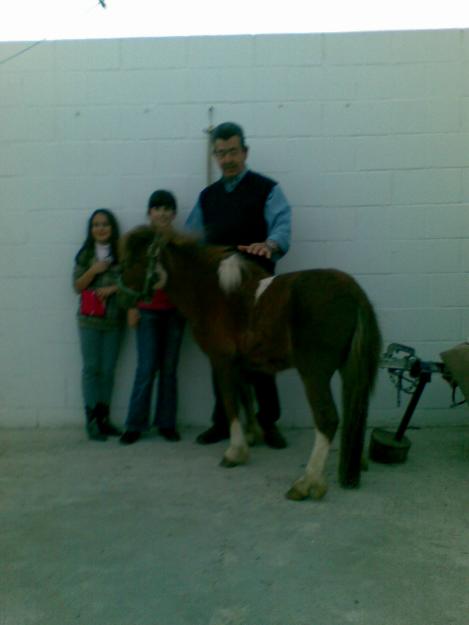 VENDO O CAMBIO PONY  PRECIOSO DE  3 AÑOS POR PERRO  RAZA PEQUEÑA CON PEDIGREE