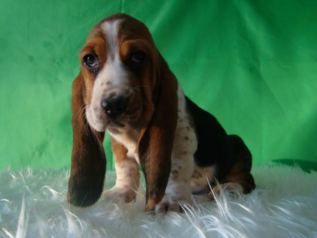 Basset Hound listos para entregar