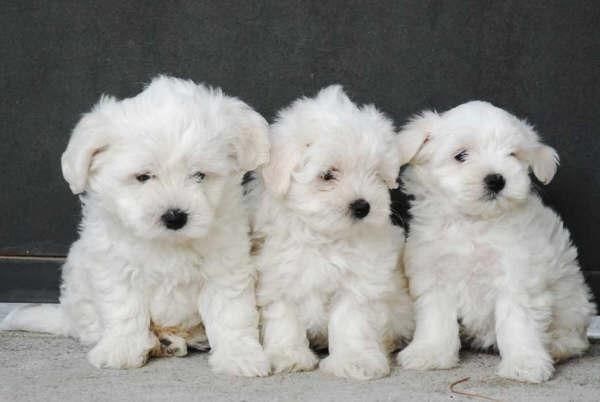 Bichon maltes, excelentes cachorros