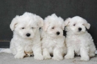 Bichon maltes, excelentes cachorros - mejor precio | unprecio.es