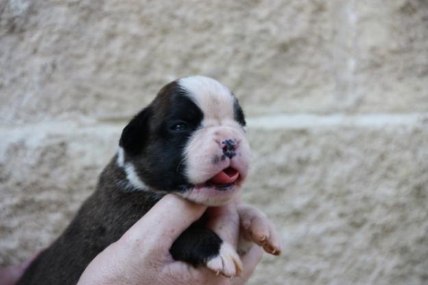 BOXER DE VILLA  ASTUR