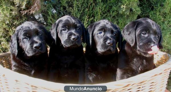 cachorritos de labrador negro 90euros