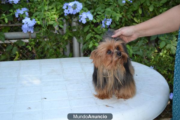 HEMBRA ADULTA DE YORKSHIRE TERRIER