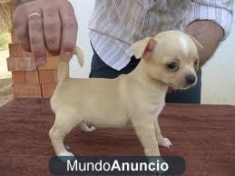 PRECIOSOS CACHORROS DE CHIHUAHUA TOY