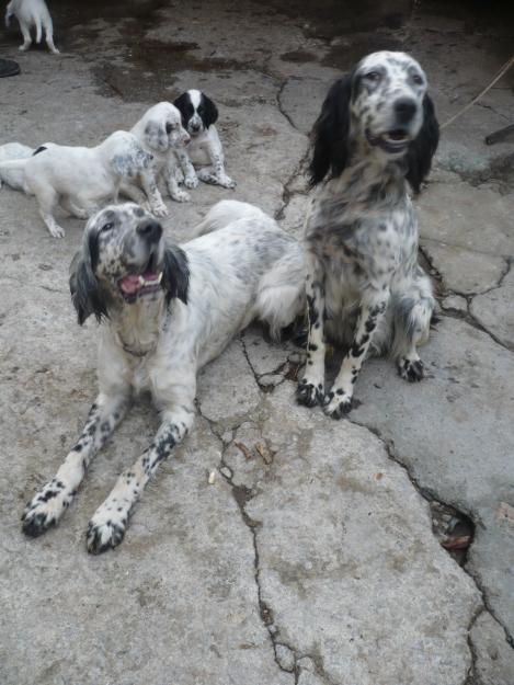 Se vende cachorros de setter ingles.