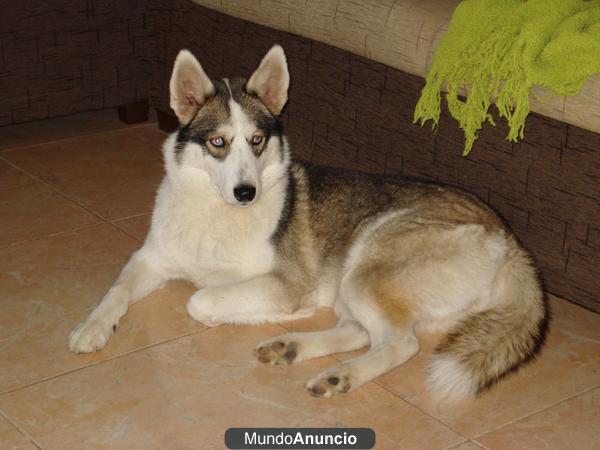 vendo husky siberiano