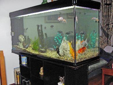 Acuario valorado en 3000 con mueble,capacidad 400 Litros y 30 peces valorados en 600