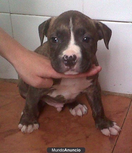 American stafford terrier 99 euros!