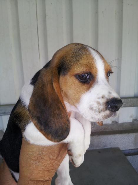 Beagle cachorros