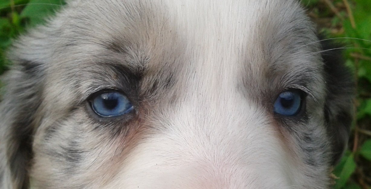 Border collie ojos azules pedigree