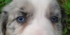 Border collie ojos azules pedigree - mejor precio | unprecio.es