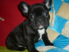 bulldog frances - mejor precio | unprecio.es