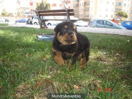 cachorros de rottweiler 250