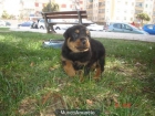 cachorros de rottweiler 250 - mejor precio | unprecio.es