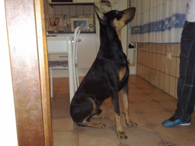 Doberman Macho para montas: