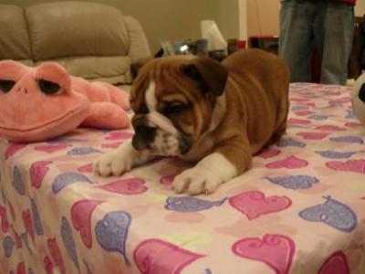 dulce bulldog cachorros