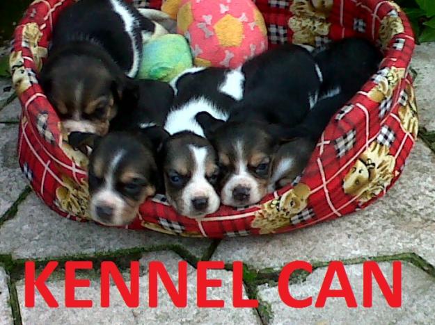 Excelentes cachorros de beagle