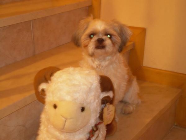 Preciosa hembrita shih tzu, pedigre. 150