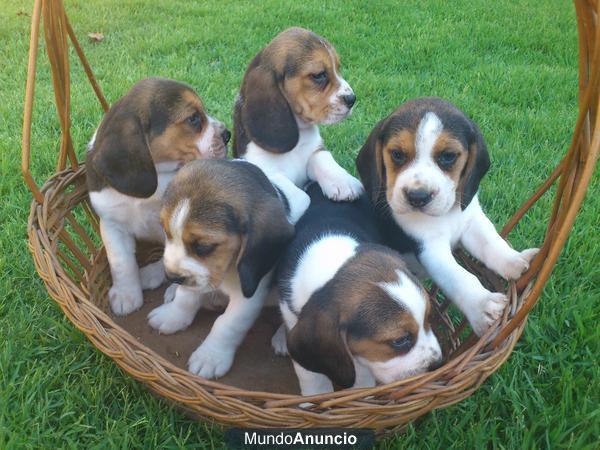 PRECIOSOS BEAGLE TRICOLOR NACIONALES