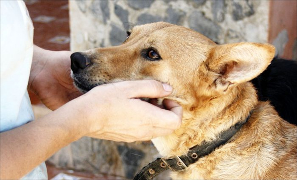 Sasha, perrita muy buena en adopción