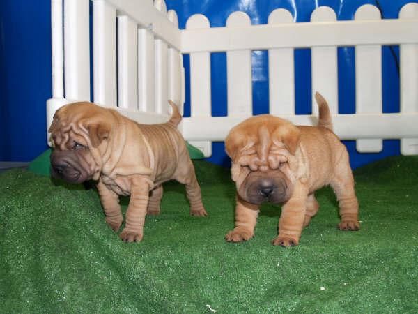 Shar Peis con pedigree arrugadisimos