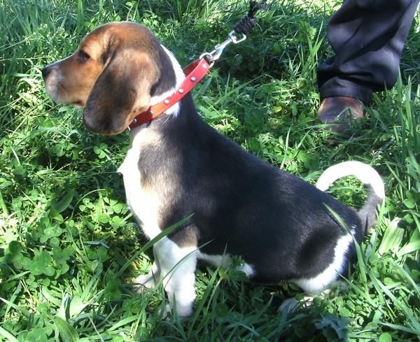 VENDO CACHORROS BEAGLE TRICOLOR CON PEDIGREE 200 .