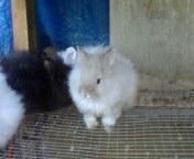 vendo conejos de angora