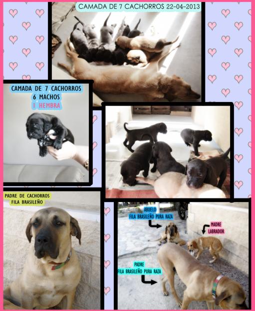 adopta camada cachorros Fila Brasileño-Labrador