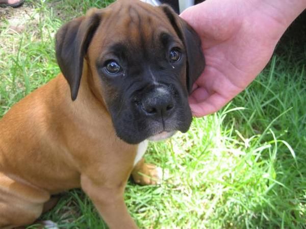 BOXER cachorro para su familia.