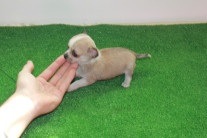 Cachorros CHIHUAHUAS toys garantia salud y calidad! Con pedigree