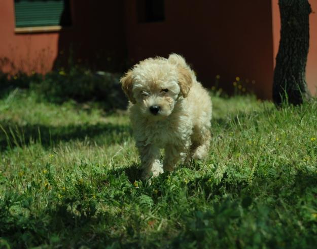 Caniche toy apricot clarito: macho disponible. autentico toy, peso actual 800 gr.