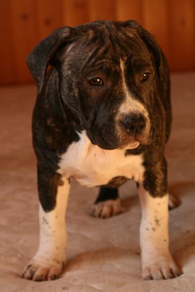 EXCELENTE CAMADA DE AMERICAN STAFFORDSHIRE TERRIER CON MULTI CH.