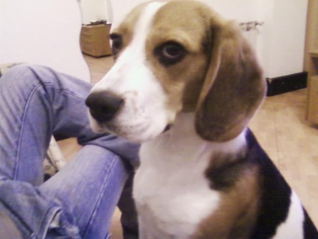 perra beagle madrid 160 euros