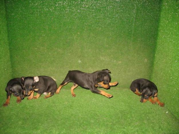 PINSCHER MINI 270 Euros..