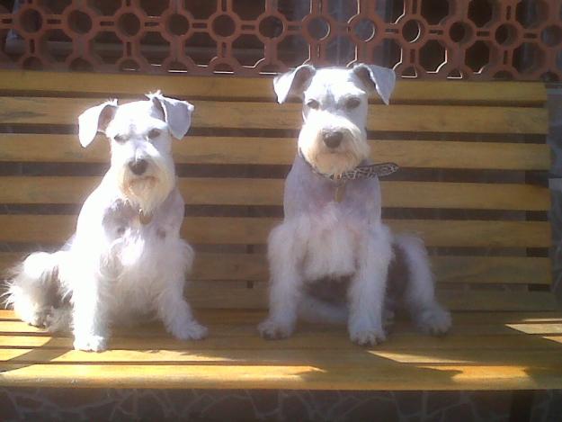 Schnauzer miniatura blanco