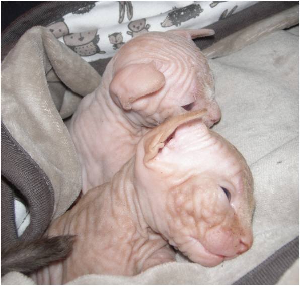 Se vende gatitos sphynx