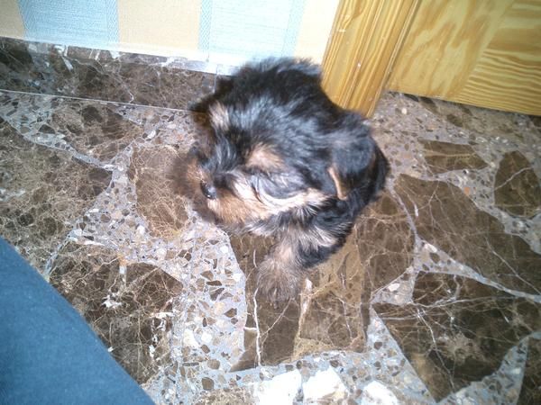 vendo yorkshire terrier