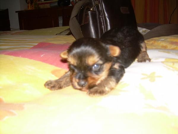 yorkshire terrier con pedigree y afijo