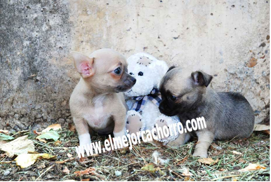 extraordinarios cachorros de chihuahua