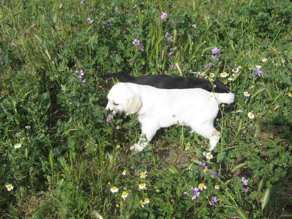 Labradores cachorros negros y dorados