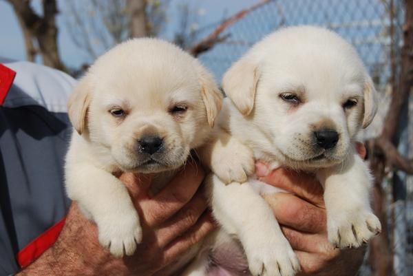 los mejores LABRADORES CON PEDIGREE 360euros