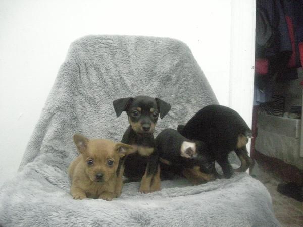 MINI  PINSCHER EN  BARCELONA CENTRO 355