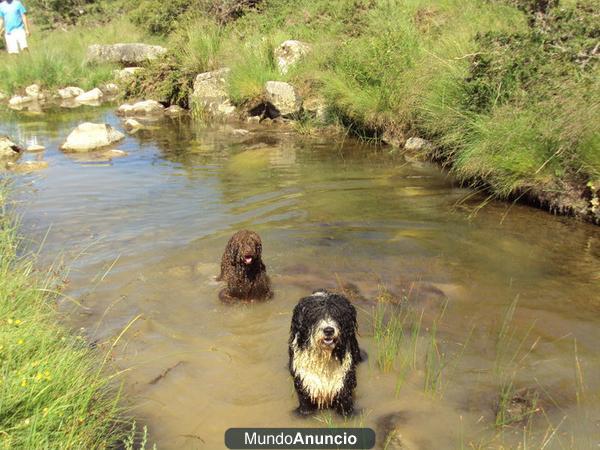 perros de aguas