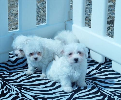 Preciosa camada de Bichon maltes ¡Que cachorros