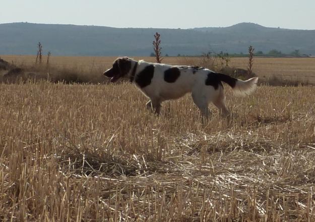 Vendo breton por dejar la caza